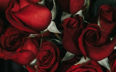 rose festival bulgarie unsplash