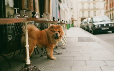 voyager balkans avec animal compagnie documents vaccins restrictions 2026